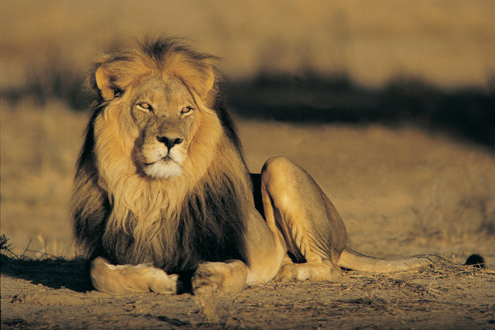 this is a lion